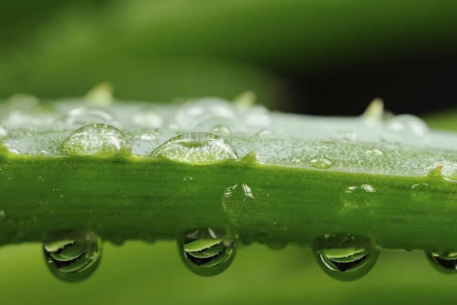 ¿Cuáles son los beneficios de la sábila para el cuerpo?