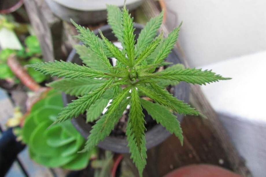 El número de hospitalizaciones con diagnóstico de Trastorno Psicótico y Esquizofrenia asociado a consumo de cannabis aumentó en Portugal 29,4 veces entre el año 2000 y 2015. / Pixabay