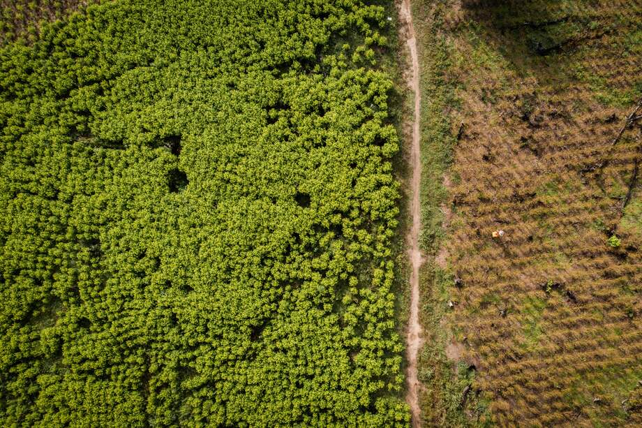 La lucha agresiva contra los cultivos ilícitos y el abandono a las comunidades cocaleras no sirve de mucho ante la abundancia de incentivos perversos.
