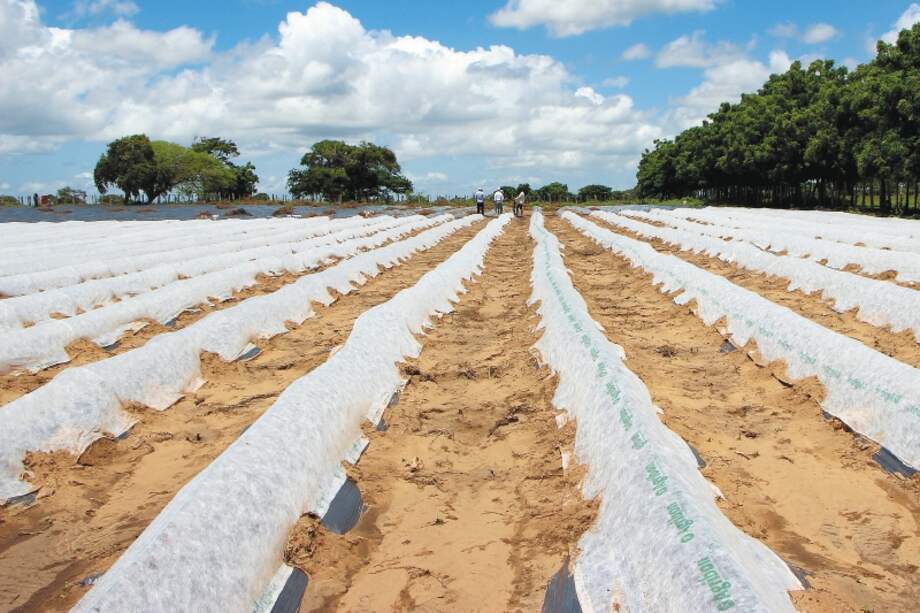Cultivo de melones en Maicao, La Guajira. / Cortesía