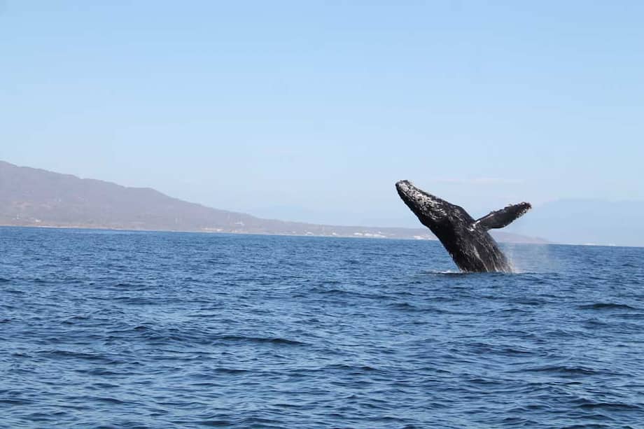 En la bahía de Banderas se pueden avistar ballenas jorobadas. / Pilar Cuartas Rodríguez