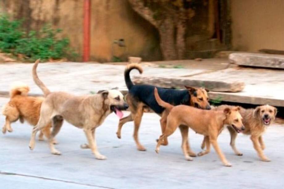 En Pensilvania, Caldas, entregan refugio para perros callejeros