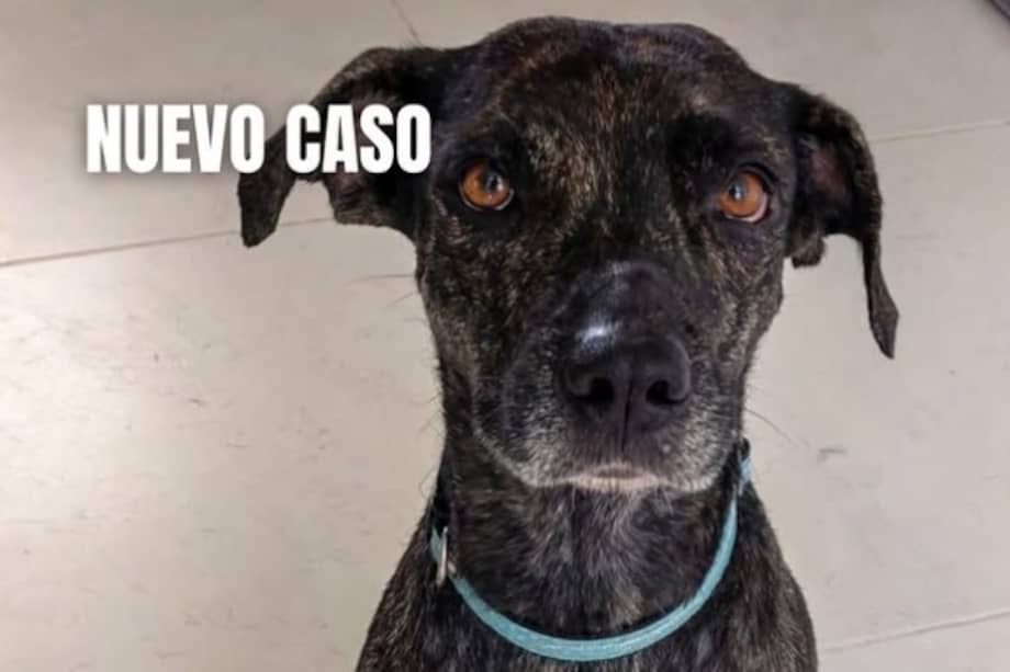 Belén, una perrita criolla de más de cuatro años, fue dejada en la puerta de la Fundación Doggy In Home.