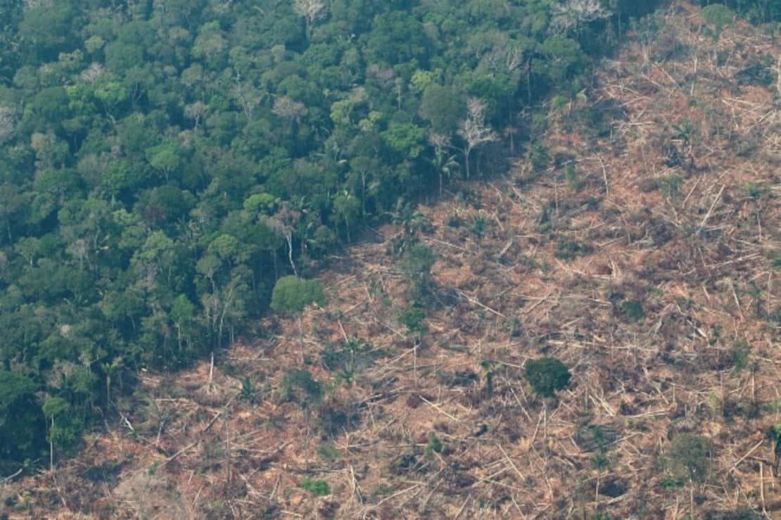 La tragedia de perder 11 millones de hectáreas de bosque en un solo año | EL ESPECTADOR
