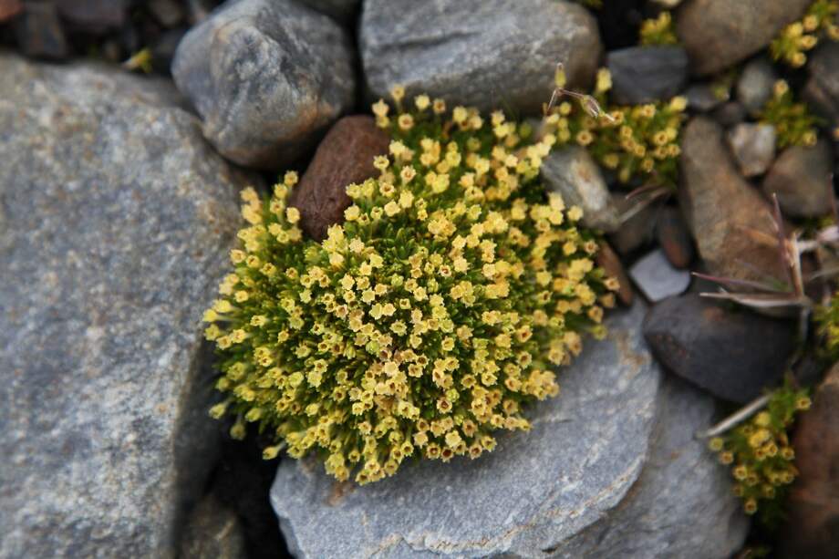 Los investigadores analizaron el aumento del pasto antártico y perla antártica desde 2009.