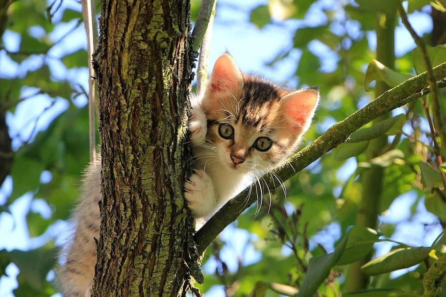 Un experto te explica qué debes tener en cuenta si vas a adoptar un gato.