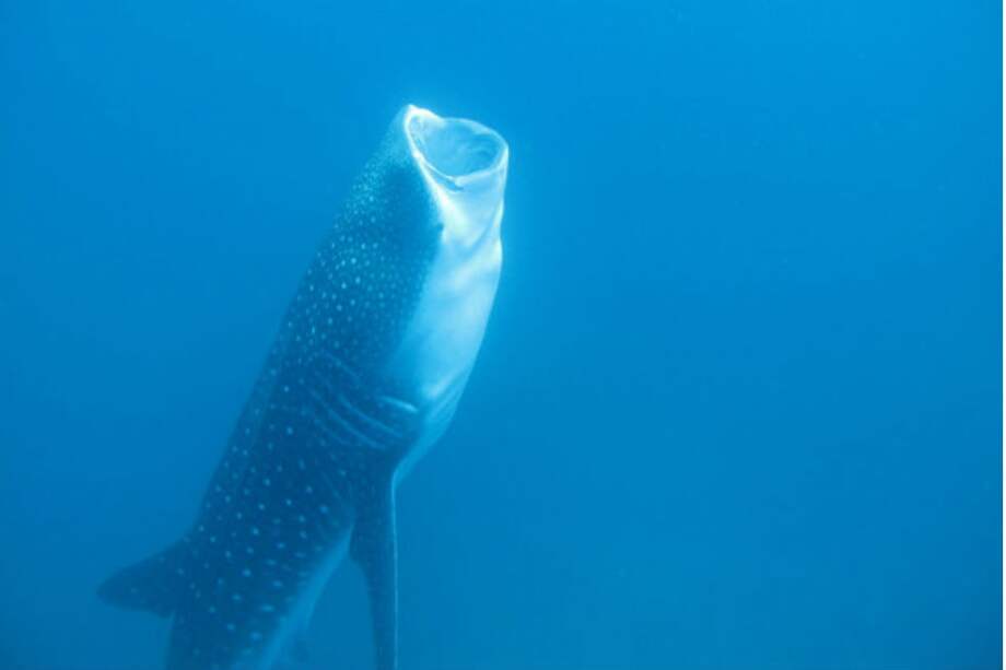 Los tiburones ballena comen plancton, huevos de peces, krill, larvas de cangrejo, así como pequeños peces y calamares. Accidentalmente pueden tragar plásticos que no pueden digerir. / Kevan Mantell