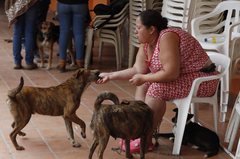 Ana Cristina Martínez asegura que Malú, Bosco, Guardián y Tigre, los perros de esta familia, tomaron la delantera y los llevaron hasta un cerro donde pudieron resguardarse en medio de las tinieblas.