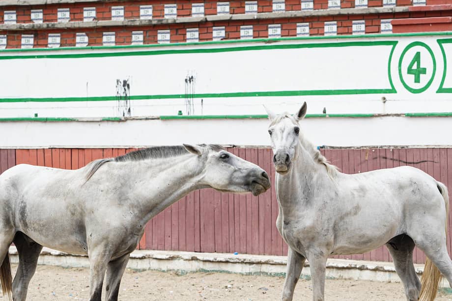 Durante años, los caballos cocheros formaron parte del paisaje colonial de Cartagena. Sin embargo, también enfrentaron jornadas prolongadas bajo el sol, humedad constante y superficies duras que afectaban su salud.