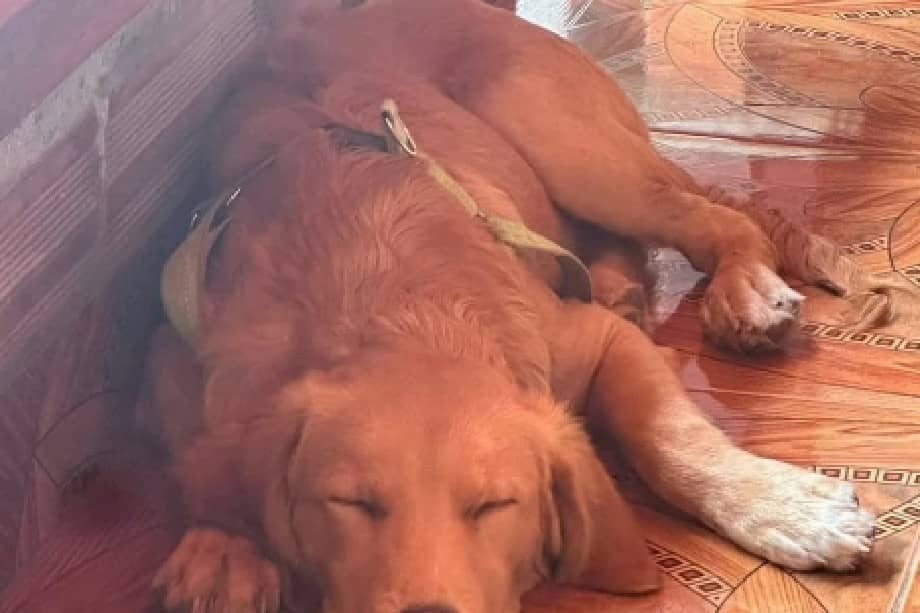 Gracias a la solidaridad de la comunidad y a la rápida difusión del caso, la historia dio un giro de esperanza: el cachorro ya fue adoptado oficialmente.
