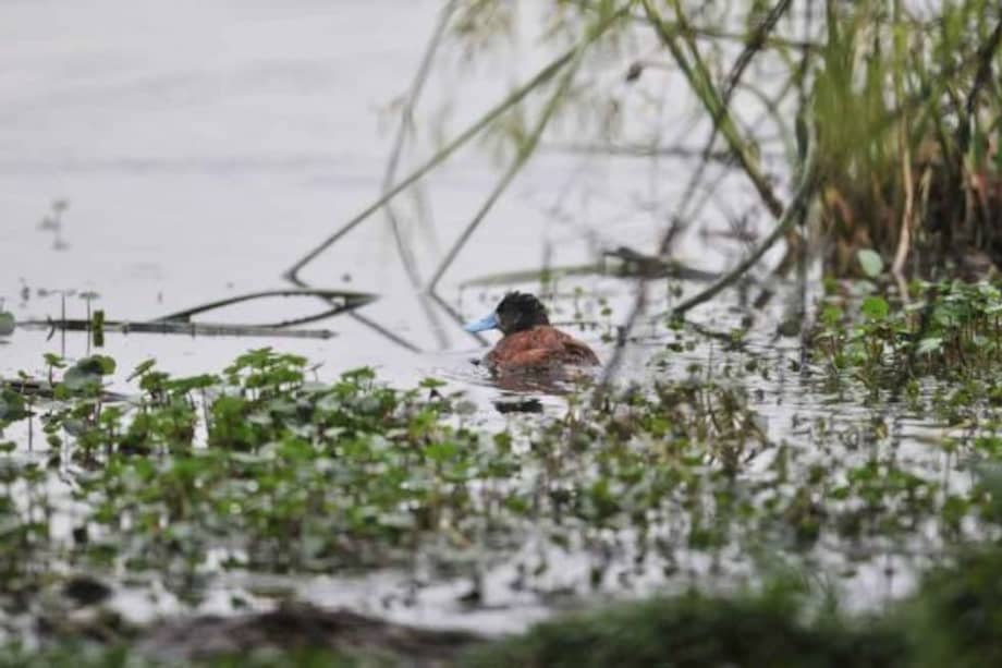 Los humedales de Bogotá: un oasis en la gran ciudad