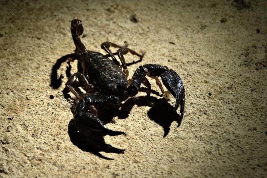 Cinco razones por las que escorpión es el mejor signo del zodiaco