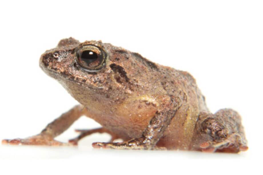 Los dos tipos de ranas son de la especie Pristimantis orestes. / Inabio