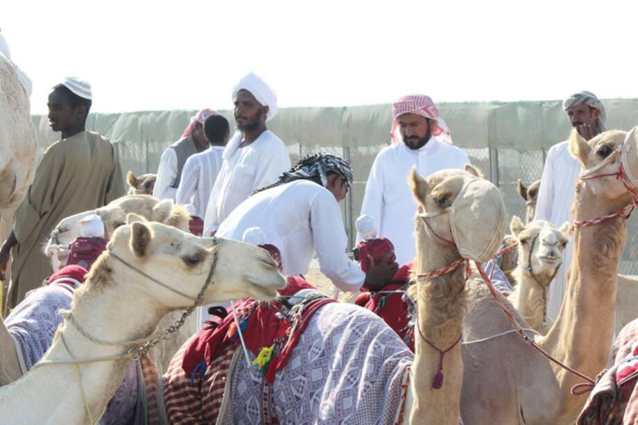Qatar y su divertido deporte de jeques