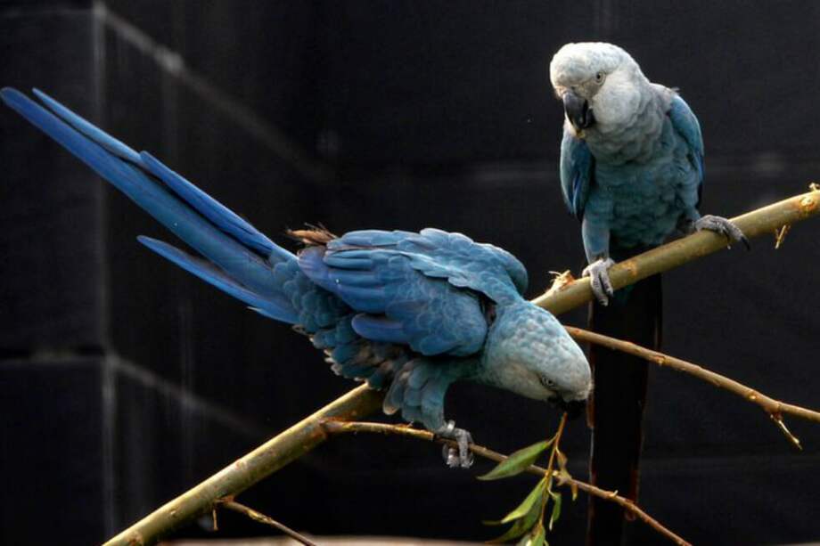 Desde Alemania, llegaron 50 ejemplares de guacamayas azules. A su llegada a Brasil, deberán pasar por una cuarentena de 21 días. / Instituto Chico Mendes de Conservación y Biodiversidad (ICMBio)