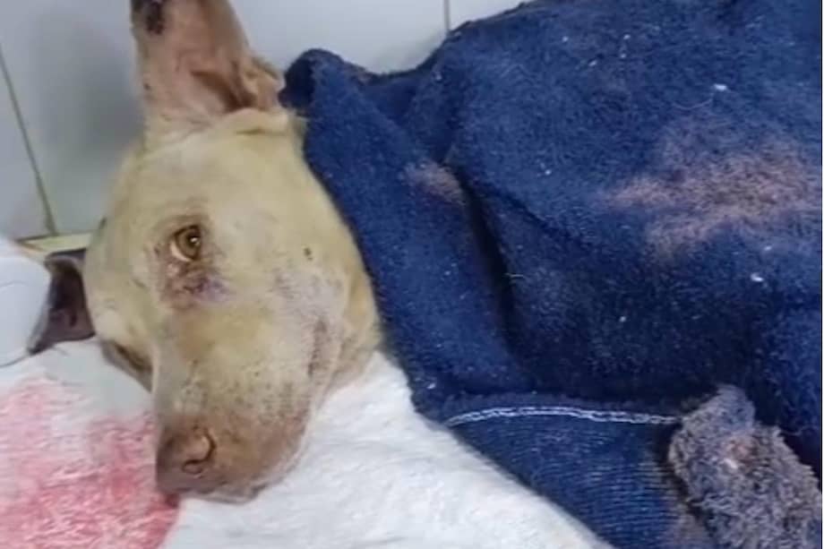 El perrito permanece hospitalizado mientras lucha por recuperarse de graves heridas.