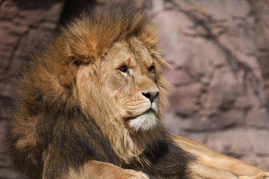 Los leo deben cuidar su cuerpo y aplicar la ley universal: como es adentro es afuera