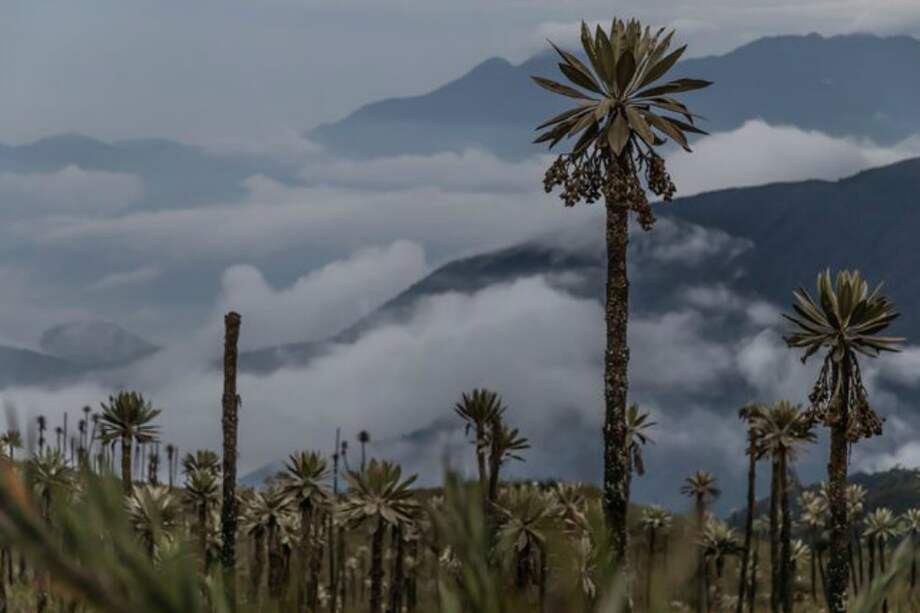 El Parque Chingaza protege uno de los páramos más extensos del país.