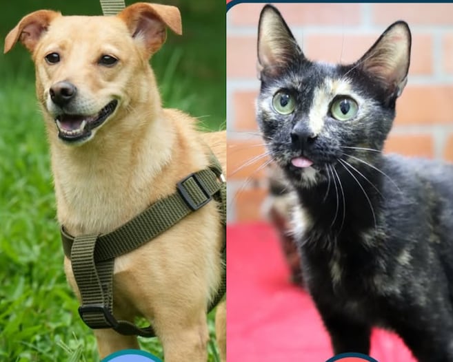 Perros y gatos rescatados jugarán el partido más importante de sus vidas: encontrar un hogar