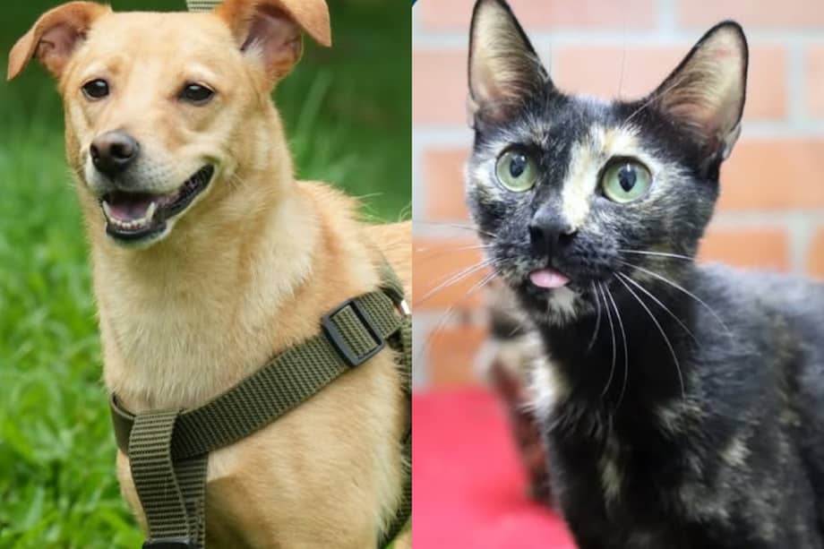 El Álbum Perlini presenta a los perros y gatos participantes con nombres inspirados en figuras y términos del fútbol.
