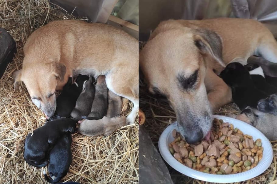 ¡Que ternura! La perrita dio a luz una camada de cachorros en medio de un pesebre lleno de paja.