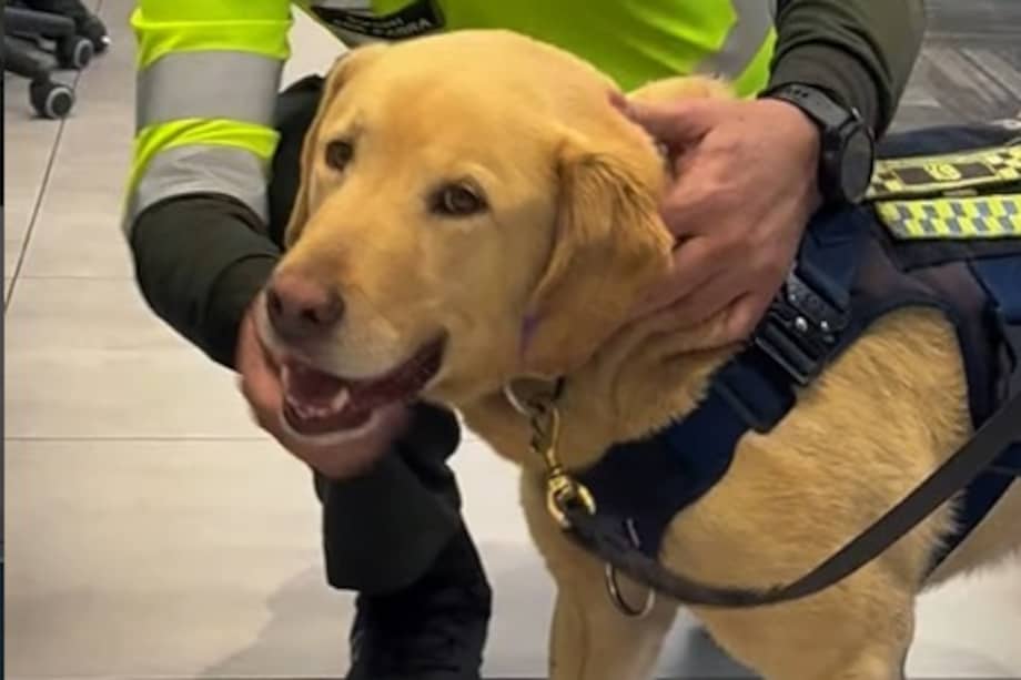 La última jornada de trabajo de Zeus incluyó un emotivo recorrido por las instalaciones de la Dirección de Tránsito y Transporte.