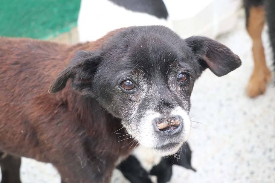El Centro de Bienestar Animal La Perla invita a la ciudadanía a mirar más allá de la edad y considerar la adopción de estos animales.