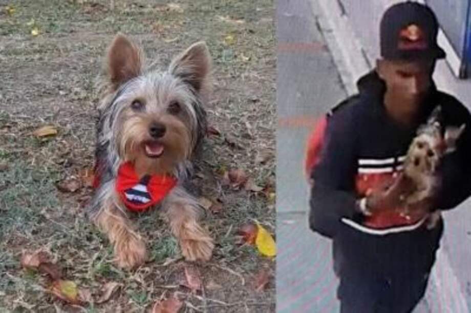 Mango es un perrito yorkshire terrier de 7 meses de edad.