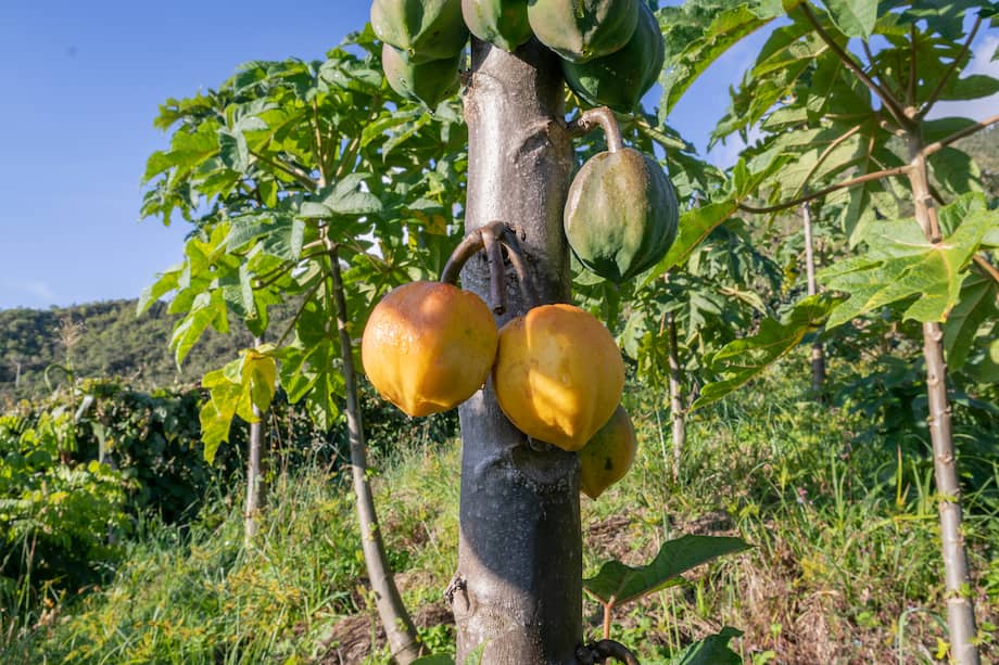 Imagen de papayuela, con muchos frutos maduros listos para ser cosechados en los Andes colombianos en el Valle del Cauca, Colombia.