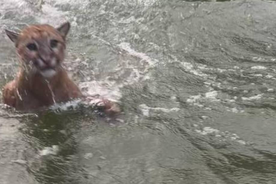 Ocho turistas capturaron en video cómo un puma se bañaba en las aguas de la reserva de Topocorro, en Santander.