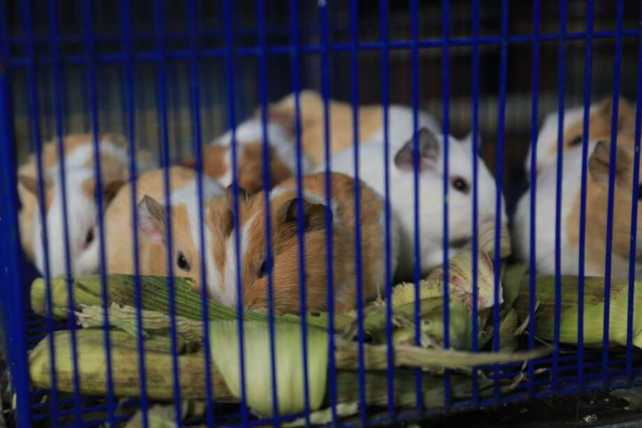 Sancionan cuatro locales de la Plaza el Restrepo por venta de animales vivos