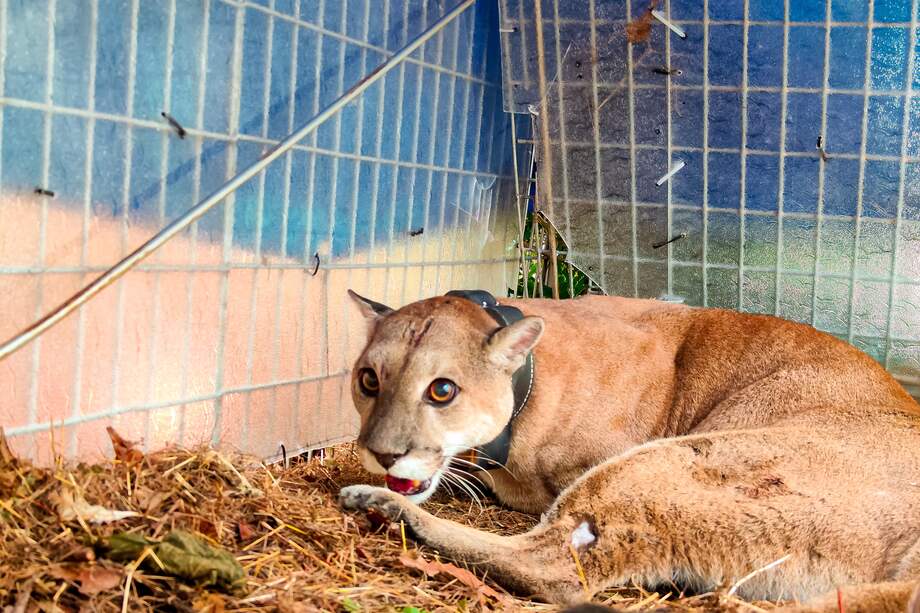 Se espera determinar cuáles son los corredores naturales por los que transita el animal y así protegerlos más.