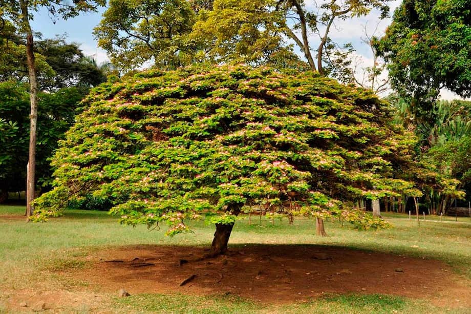 Los cinco son: Guayacán (Tabebuia chrysantha), Ceiba (Ceiba pentandra) Caucho Sabanero (Ficus andicola), Carbonero (Calliandra pittieri) y Nogal Cafetero (Cordia alliodora)