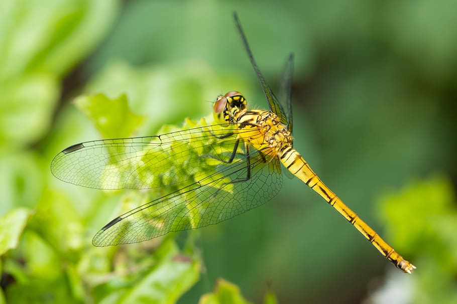 ¿Qué significa ver una libélula en mi casa?