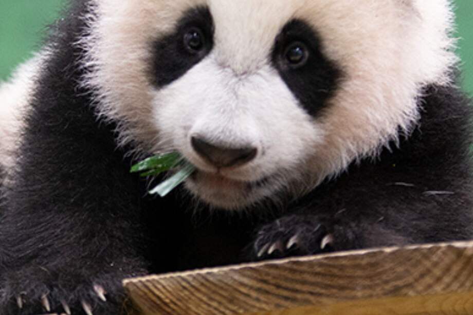 Fan Xing, primer panda gigante nacido en los Países Bajos, resultó ser una hembra y no un macho.