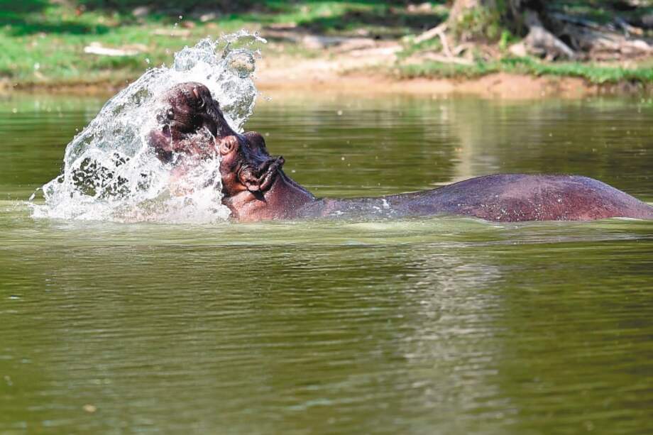 Los hipopótamos de Escobar en la Hacienda Nápoles. Un hipopótamo come 70 kilos de vegetación al día y vive unos 50 años. / AFP / Raul ARBOLEDA