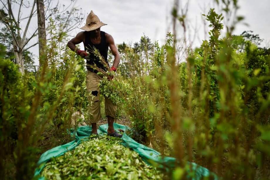 En 2017, las autoridades interceptaron una cantidad récord de la droga: en total se incautaron 1.275 toneladas. / AFP