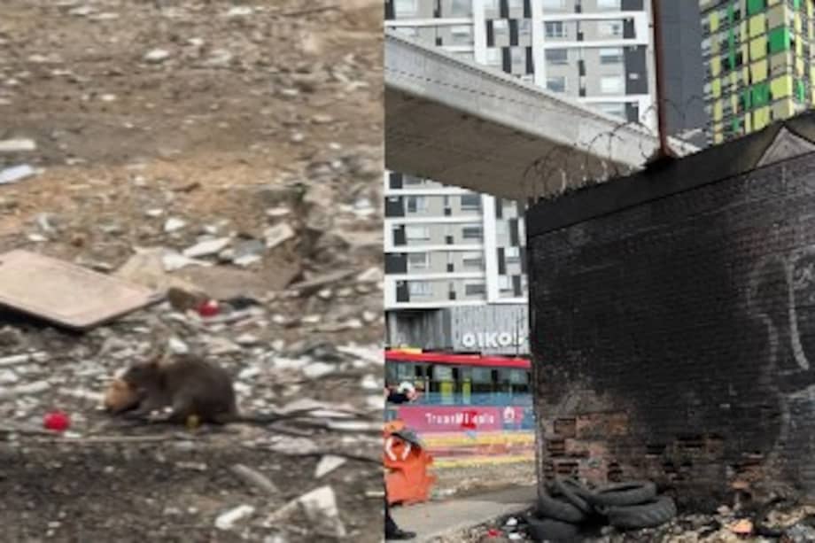 Zonas aledañas a la obra del metro se encuentran en deterioro de abandono y proliferación de roedores.