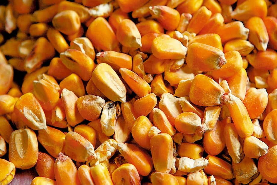 El maíz es uno de los alimentos más presentes en la dieta de los colombianos. / Getty Images