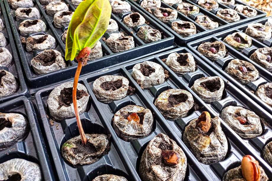 Algo positivo que resultó de la COP16 fue el hecho de que una gran mayoría las empresas privadas empezaron a tematizar el concepto de biodiversidad. Otras pocas, son más proactivas y empiezan a implementar acciones como la siembra de árboles.