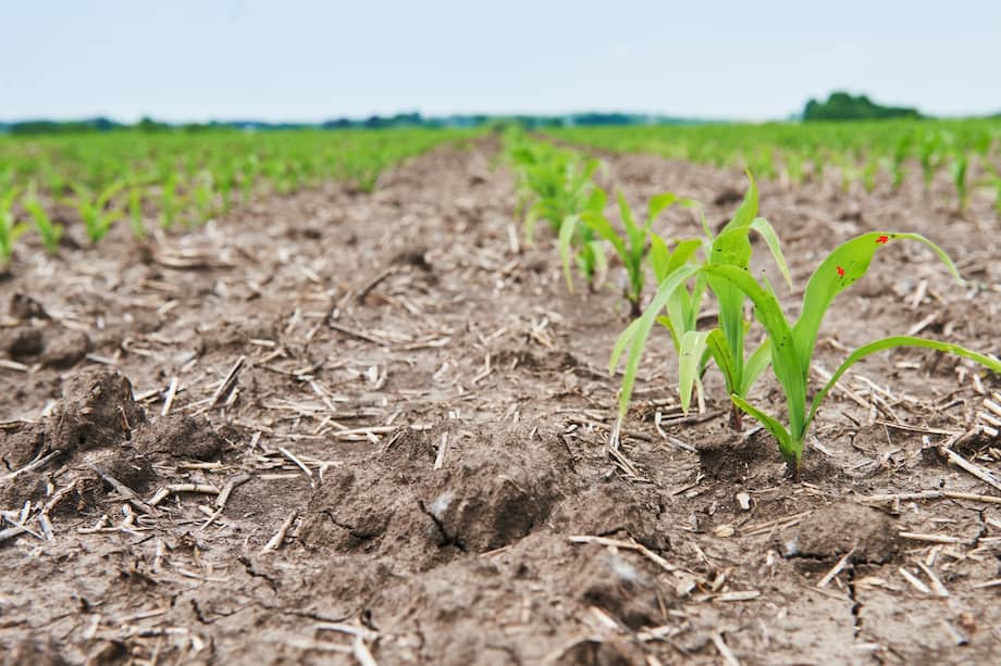 El agro concentra cerca del 82 % de los daños y pérdidas por eventos de sequía.