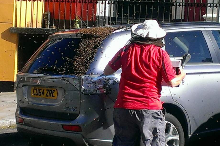 Enjambre de abejas persiguió un carro para liberar a su reina