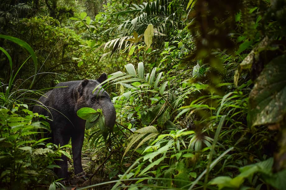 La danta es considerada uno de los mamíferos terrestres más grandes de los Andes colombianos.