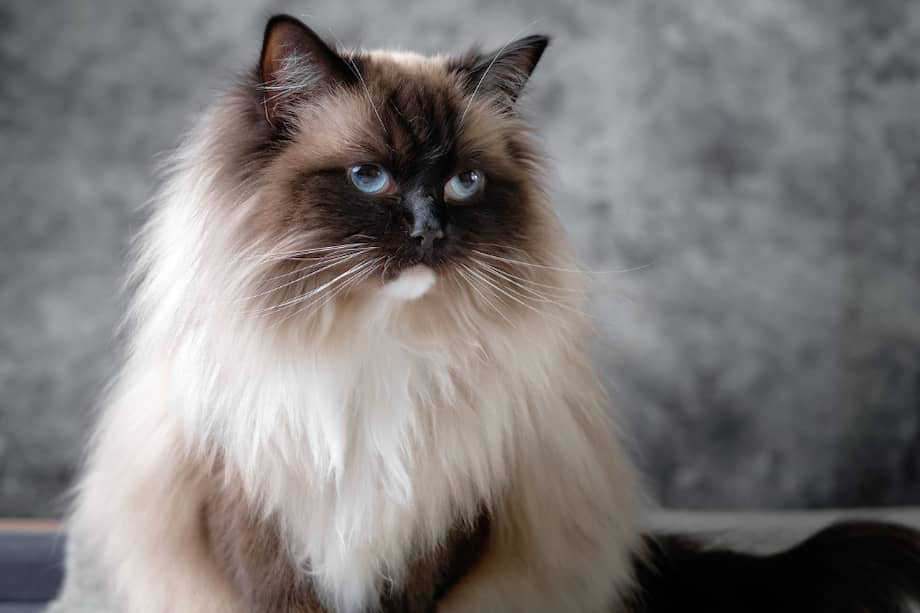 Estos gatos requieren de un gran cuidado en su pelaje.