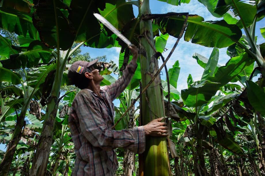 150 jóvenes y mujeres rurales iniciaron formación como Técnicos Laborales Agropecuarios gracias a MinAgricultura, cooperación internacional y Fundapanaca