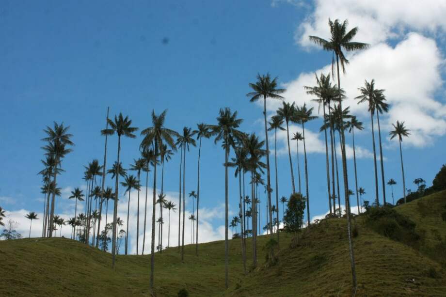 Inicia campaña para proteger flora y fauna amenazadas durante Semana Mayor