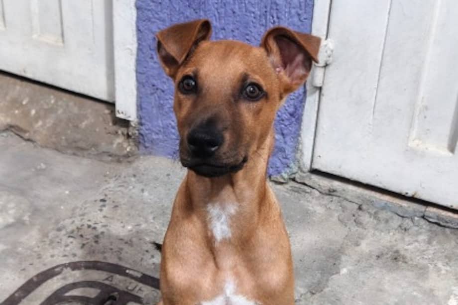 Después de sobrevivir a una difícil situación de abandono, Pomelito, un cachorro de casi tres meses, espera encontrar la familia que le dé una segunda oportunidad.