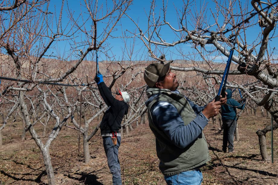 Ernesto Martínez y Noe Rubío, ambos trabajadores del programa H-2A, podando durazneros en Talbott Farms.