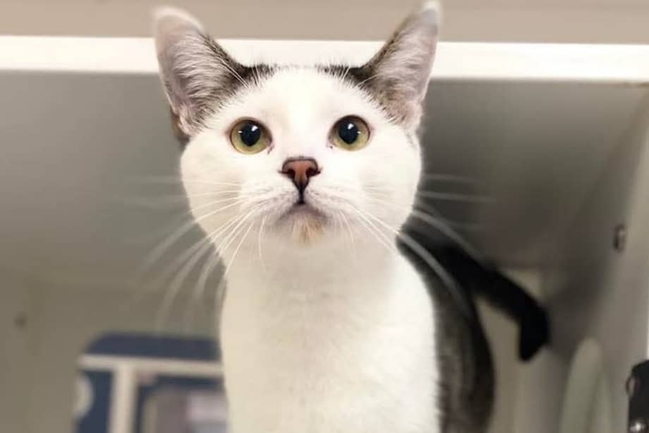 Spirit había sido adoptada previamente, pero fue devuelta debido a su enérgico comportamiento y sus bromas constantes.