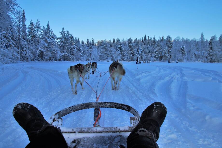 Uno de los planes imperdibles si estás en Rovaniemi, es un paseo en trineo al mando de una manada de perros Husky.